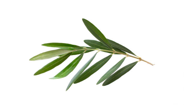istock Fresh olive branch leaves isolated on white background 1251509217