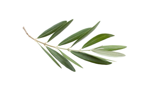 hojas de olivo fresco aisladas sobre fondo blanco - olive branch fotografías e imágenes de stock