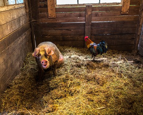 one pig, one rooster  in a stable