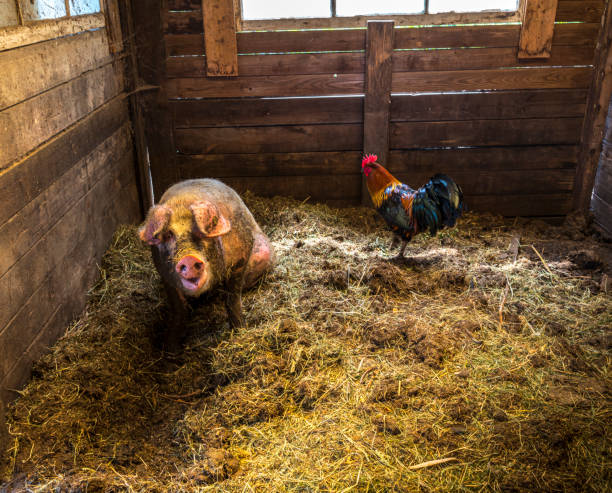 pig's farm life one pig, one rooster  in a stable mud hen stock pictures, royalty-free photos & images