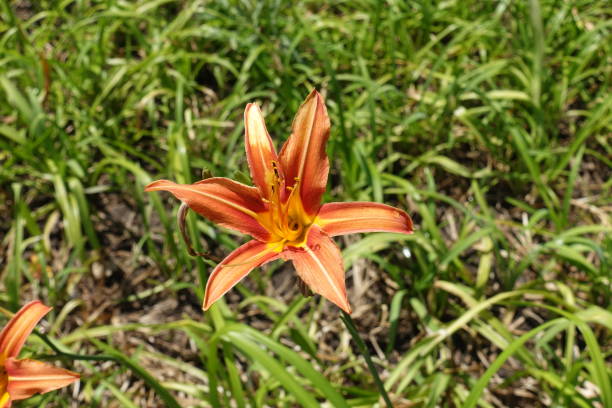 istock Ditch lily with one orange flower in July 1251510703