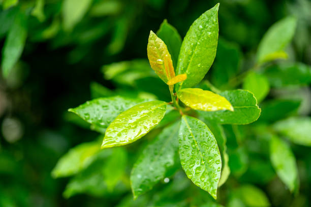 Green leaf with dew on nature background stock