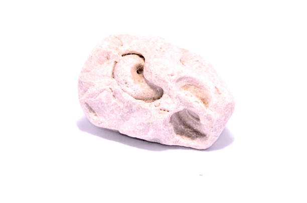 Old Ancient Fossil Rock Stone on a White Background