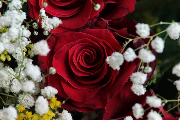 istock Red roses as a background for love 1251511361