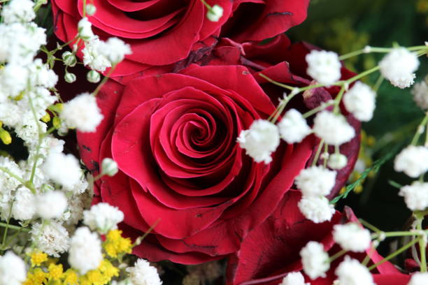 istock Red roses as a background for love 1251511494