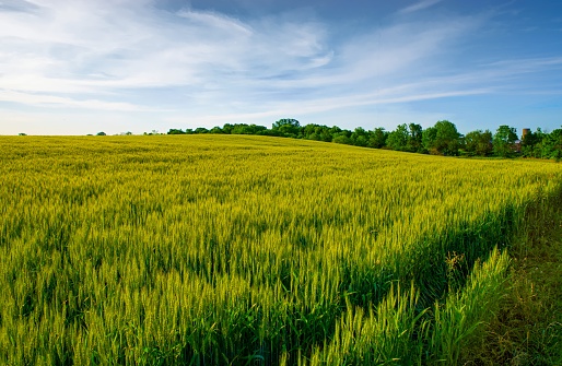 Spring wheat field at Sunrise-Hamilton County Indiana