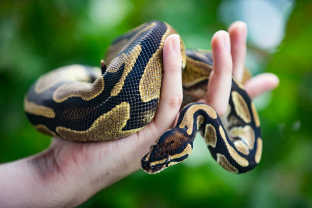 istock Close-up of Young Man Holding Royal Python Twisted Around His Hand 1251512366