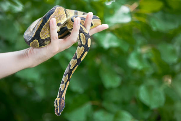istock Side View Close-up of Young Man Holding Royal Python in Hand Outdoors 1251512368