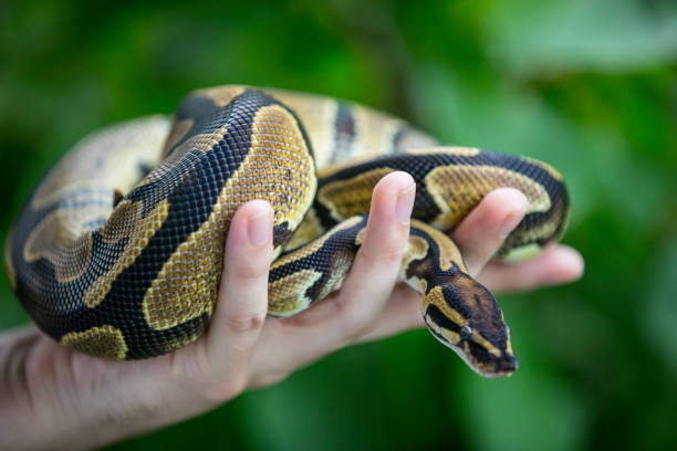 istock Close-up of Young Man Holding Royal Python in Hand Outdoors 1251512369