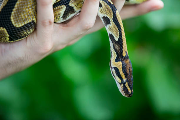 istock Close-up of Royal Python 
 in a Hand in Nature 1251512372