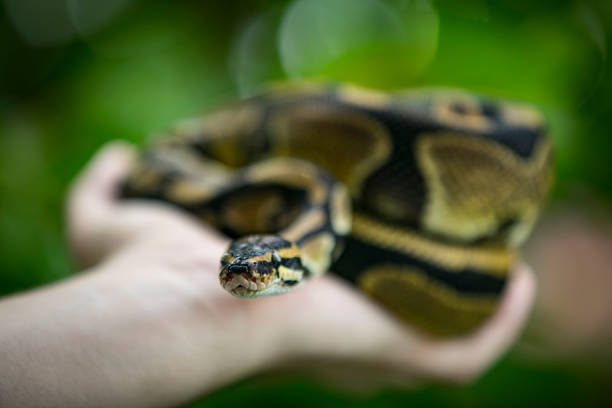istock Selective Focus Close-up of Young Man Holding Royal Python in Hand 1251512374