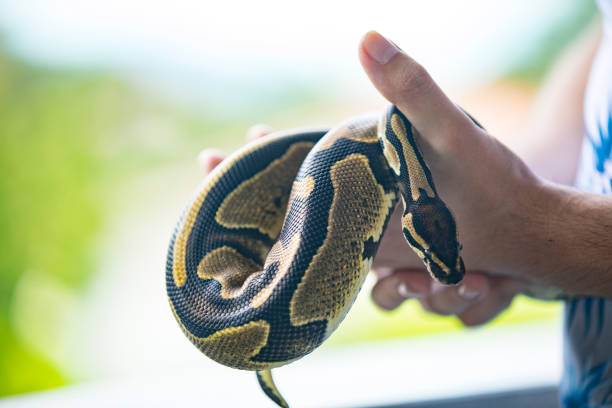istock Close-up of Young Man Holding Royal Python in Hand 1251512375