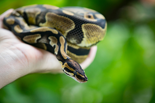 Ball Python standing still on a wood table