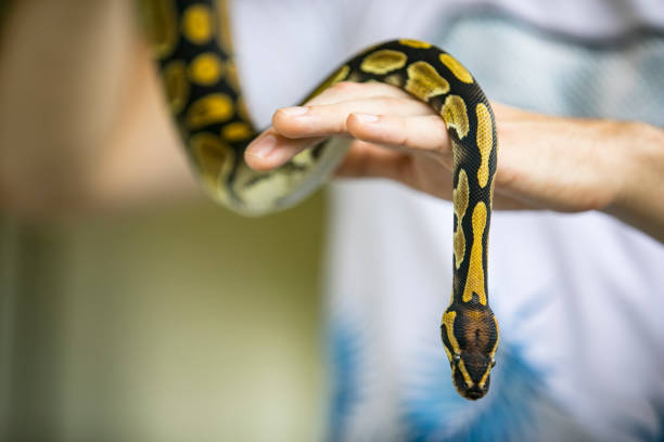 istock Close-up of Young Man Holding Ball Python in Hands 1251512382