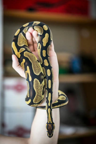 380+ Ball Python Coiled Up Stock Photos, Pictures & Royalty-Free Images ...