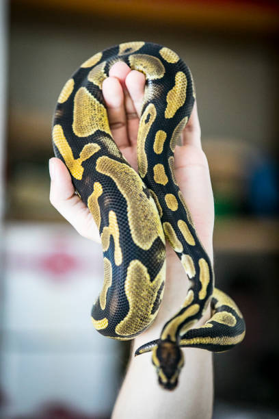istock Close-up of Young Man Holding Royal Python in Hand Indoors at Home 1251512394