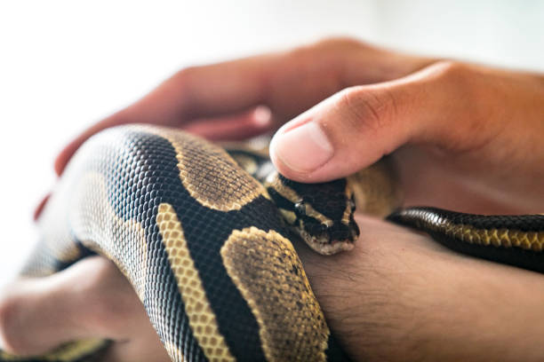 istock Close-up of Young Man Stroking His Pet Royal Python in Hands 1251512415