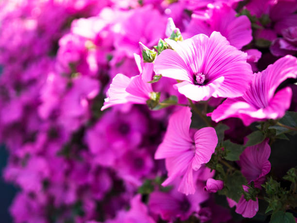 pretty pink flowers in a perspective image, the flowers are emphasized first by light and using selective focus creating a nice bokeh in the background.