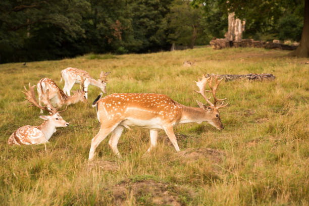 istock Group of red spotted deers 1251514418