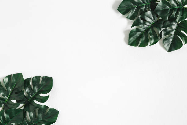 istock Summer composition. Monstera leaves on pastel gray background. Summer concept. Flat lay, top view 1251514458