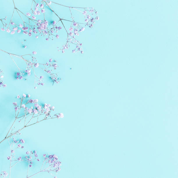 istock Flowers composition. Gypsophila flowers on blue background. Spring concept. Flat lay, top view, copy space 1251514511