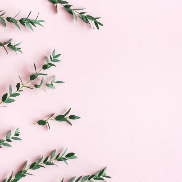 istock Flowers composition. Eucalyptus leaves on pink background. Spring concept. Flat lay, top view, copy space 1251514555