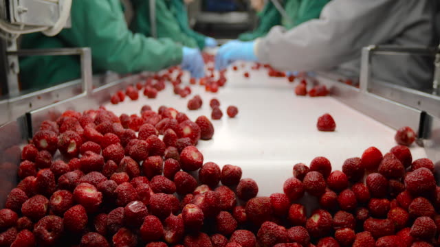 Processing of strawberries on conveyor belt. Harvest sorters