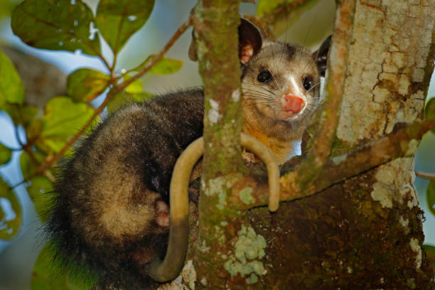 opossum, didelphis marsupialis, naturaleza salvaje, méxico. escena de animales de vida silvestre de la naturaleza. un animal raro en el árbol. opossum común, vegetación verde, animal en el hábitat. trópico junge, centroamérica. - opossum australia marsupial tree fotografías e imágenes de stock