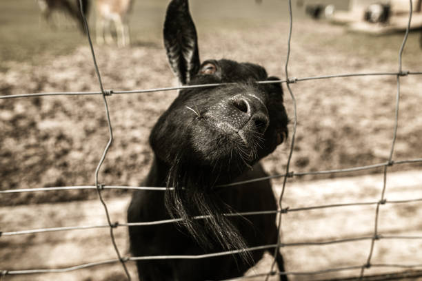 Black goat in the corral