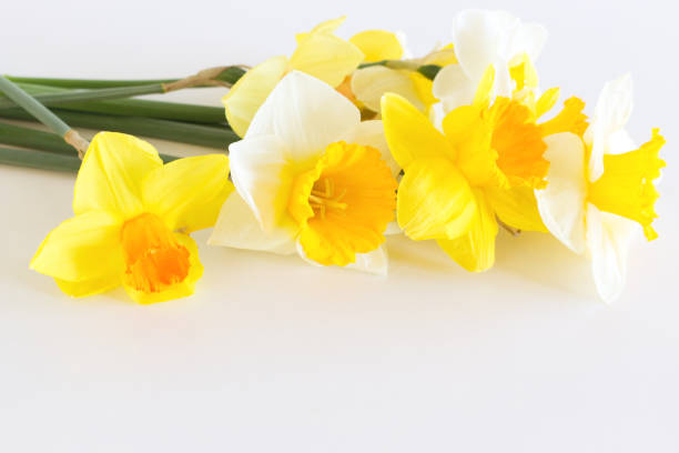 flores narcisas amarelas em um fundo branco claro. flores da primavera. parabéns fundo floral para cartão de saudação. - daffodil bouquet isolated on white petal - fotografias e filmes do acervo