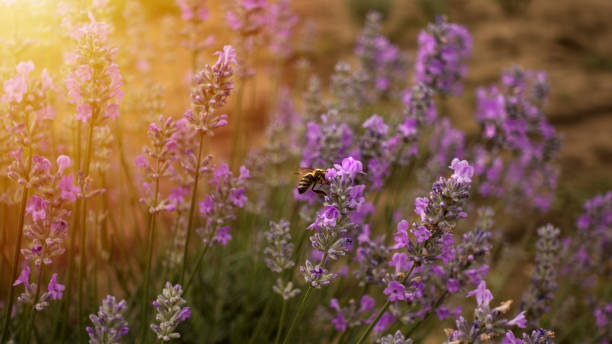 mel abelha poliniza as flores de lavanda. - awe fly flower pollen - fotografias e filmes do acervo