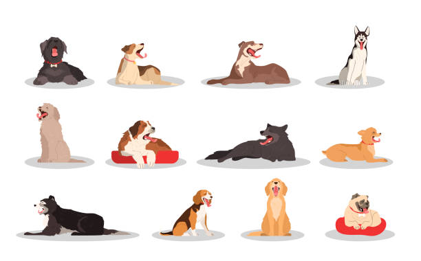 Cute yawning sleepy dog set. Collection of purebread dog of various breed sitting or lying. Cute yawning sleepy dog set. Collection of purebread dog of various breed sitting or lying. Funny domestic pet want to sleep. Group of animal. Isolated vector illustration in cartoon style animal behavior stock illustrations