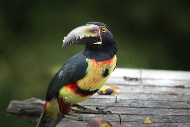 A serie of Collared Araçari (Pteroglossus torquatus) on a branch at lunchtime in the forest of Arenal, in Costa Rica. The Collared Araçari is a medium-sized toucan.