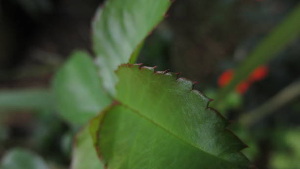istock Thorny Leaf of a flower 1251518392
