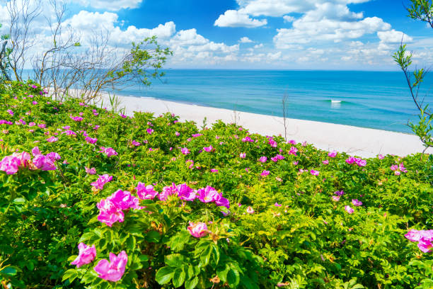 Dawn against the backdrop of flowers and sand