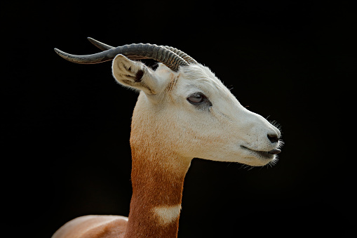 Dama gazelle, addra gazelle, or mhorr gazelle, Nanger dama, detail portrait with horn. Animal from Africa. Close-up portrait of face. of gazelle. Wildlife scene from nature, Niger, Chad and Sudan.