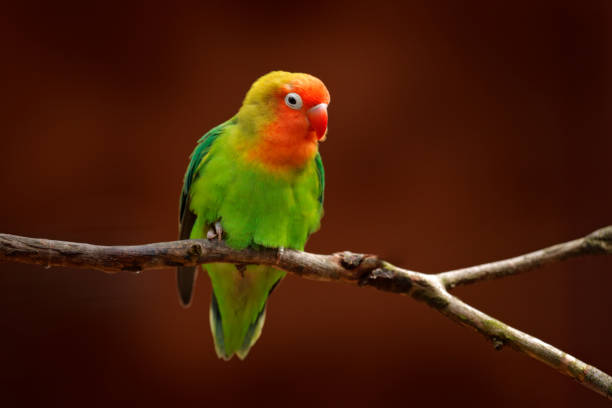 nyasa lovebird or lilian's lovebird, agapornis lilianae, green exotic bird sitting on the tree, namibia, africa. beautiful parrot in the nature habitat. brown clear background. bird in wild nature. - inseparável de fisher imagens e fotografias de stock