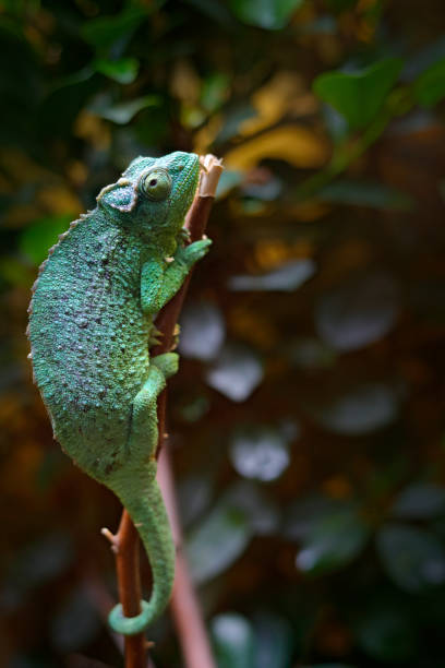 istock Jackson's Chameleon or Three-horned Chameleon, Chamaeleo jacksonii, lizard in nature habitat. Chameleon in the Africa forest. Animal from Kenya mountain. 1251518853