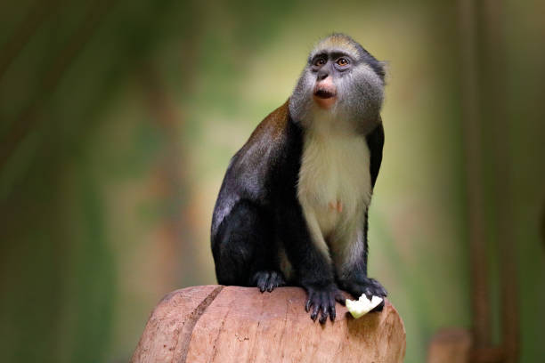 istock Campbell's mona monkey or Campbell's guenon monkey, Cercopithecus campbelli, in nature habitat. Animal forest. PRimate from  Ivory Coast, Gambia, Ghana, Guinea, Guinea-Bissau, Liberia, Senegal, Africa 1251518855