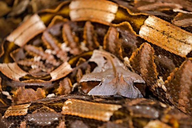 istock The Gaboon viper, Bitis gabonica, Congo, Africa. World's longest snakes, art view on nature. Python in nature habitat, India, Thailand. Snake from forest, hidden head. Wildlife scene. Art view. 1251518869