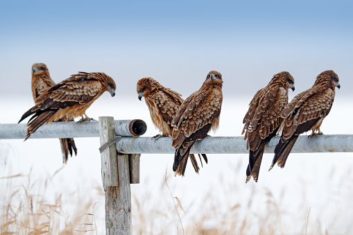 Flock of birds of prey. Black kite, Milvus migrans, sitting on metallic tube fence with snow winter. First snow with bird. Grassy meadow with hawk. Wildlife scene from snowy nature. Kite, cold winter