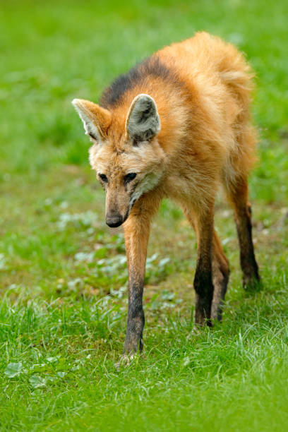 loup mané, chrysocyon brachyurus, plus grand caid d’amérique du sud. chien sauvage dans l’habitat de la nature. loup dans l’herbe verte, argentona. - loup à crinière photos et images de collection