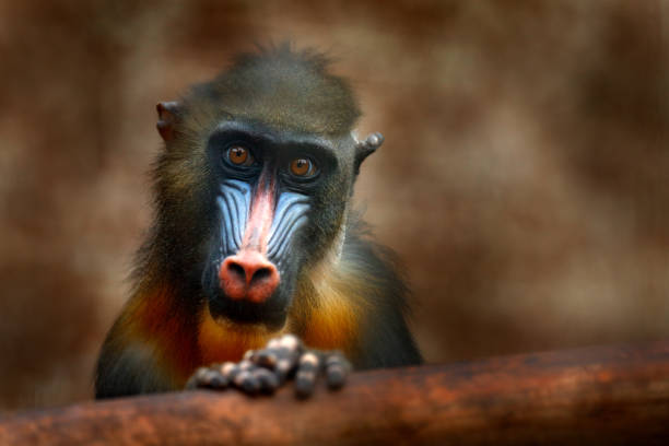 istock Mandrill, Mandrillus sphinx, primate monkey, sitting on tree branch in dark tropic forest. Animal in nature habitat, in forest. Detail portrait of monkey from central Africa, forest in Gabon. 1251518990