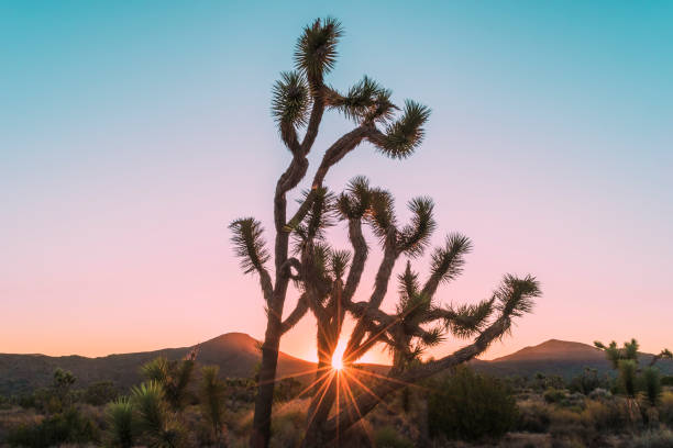 istock Joshua Tree sunrise sunburst. 1251520396