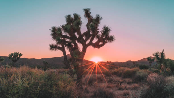 Sunburst among the Joshua Trees in Joshua Tree National Park in Southern California, USA.