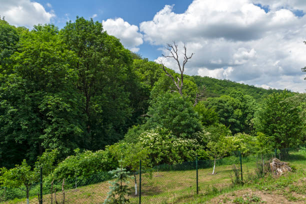istock Spring landscape of Lyulin Mountain, Bulgaria 1251520902