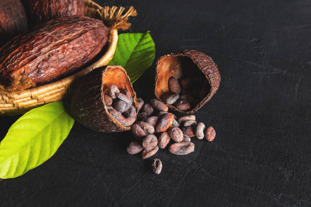 istock Dried cocoa and cocoa beans 1251521743