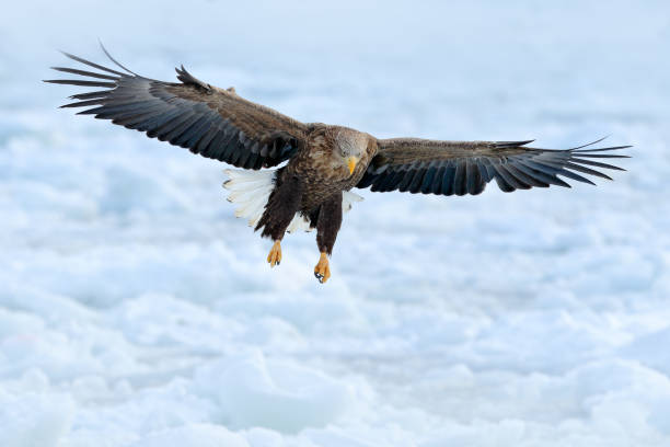 eagle fly above the sea ice. winter scene with bird of prey. big eagles, snow sea. flight white-tailed eagle, haliaeetus albicilla, hokkaido, japan. action wildlife scene with white cold ice. - snowing eagle white tailed eagle cold imagens e fotografias de stock