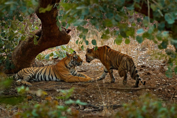 Tiger laying, green vegetation. Wild Asia. Couple of Indian tiger, male in left, female in right, first rain, wild animal, nature habitat, Ranthambore, India. Big cat, endangered animal, cat greeting. colocación de tigres, vegetación verde. asia salvaje. pareja de tigre indio, macho a la izquierda, hembra a la derecha, primera lluvia, animal salvaje, hábitat natural, ranthambore, india. gato grande, animal en peligro de extinción, saludo de gato.