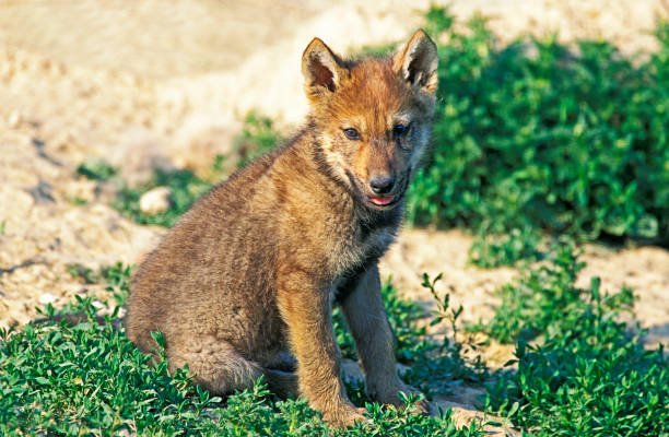 istock European Wolf, canis lupus, Pup sitting 1251523945